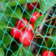 Siatka na czereśnie do ochrony przed ptakami - 7,5 x 7,5 m