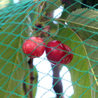 Siatka pleciona przeciw ptakom 15 x 15 m