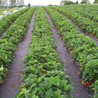 Agrowłóknina czarna 1,1 m x 100 m UV