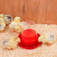 Poidło dla piskląt do odchowu 0,6 l dla przepiórek