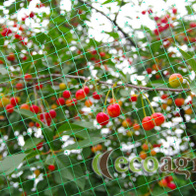Siatka do ochrony drzewek owocowych przed ptakami - sprzedawana na metry kwadratowe