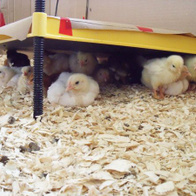 Płyta grzewcza dla piskląt Brinsea Eco-Glow 50